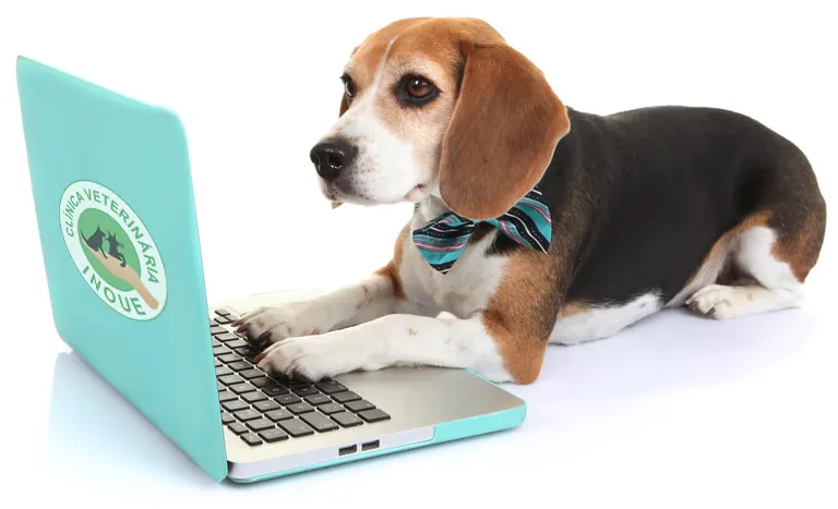 Beagle ao lado de notebook com o logo da Clínica Veterinária Inoue
