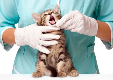 Veterinário examinando a boca de um gato filhote
