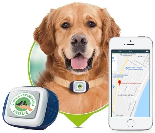Golden retriever com coleira de GPS e celular mostrando a localização da clínica