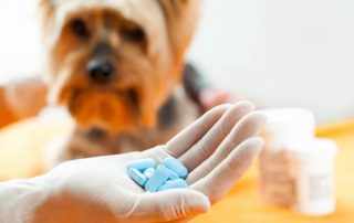Remédios para Pets Caraguatatuba